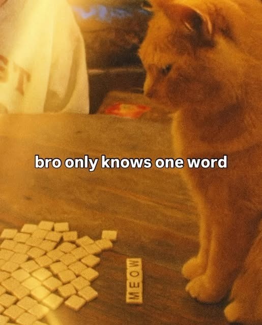 An orange cat sits at a wooden table looking intently down at word game tiles arranged vertically to spell "MEOW". A pile of face-down tiles is next to them. Text overlaid across the middle of the image reads, "bro only knows one word".