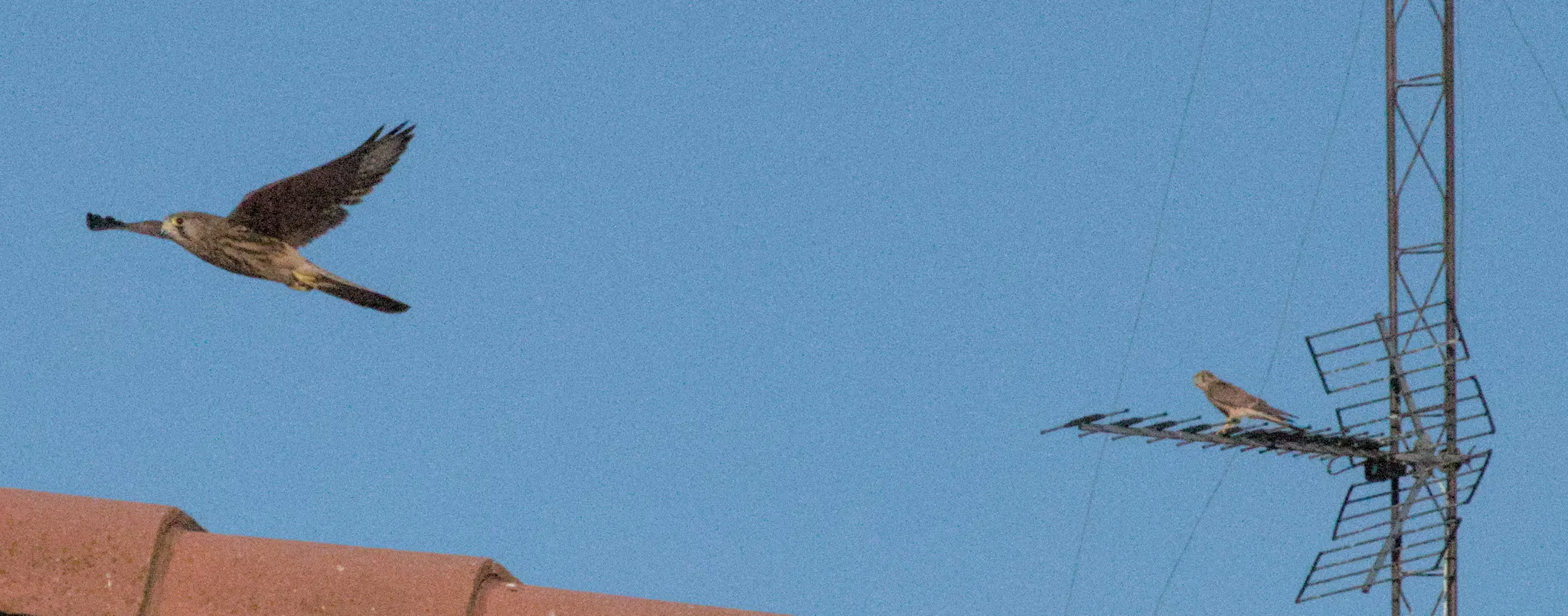 Un cernícalo vulgar macho en vuelo con las alas extendidas, tras del cual se aprecia a una hembra posada sobre una antena, frente a un cielo azul. Algunas tejas rojas se aprecian en la esquina inferior izquierda de la imagen.